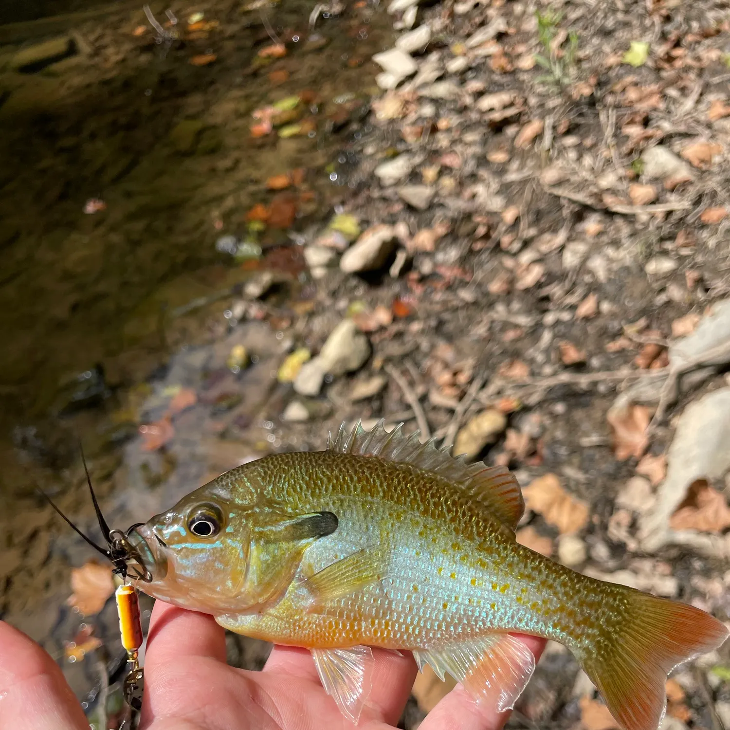 Redbreast sunfish caught on Fishbrain