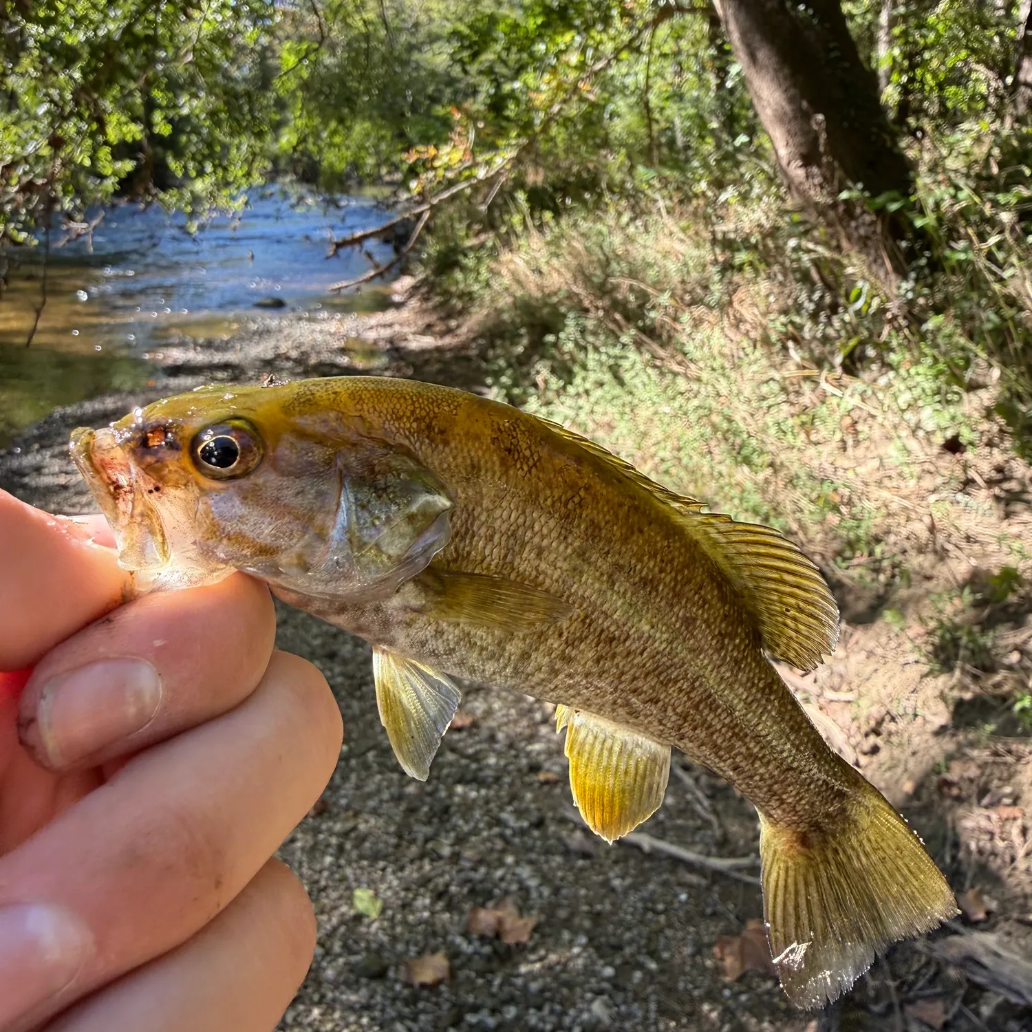 Smallmouth bass caught on Fishbrain