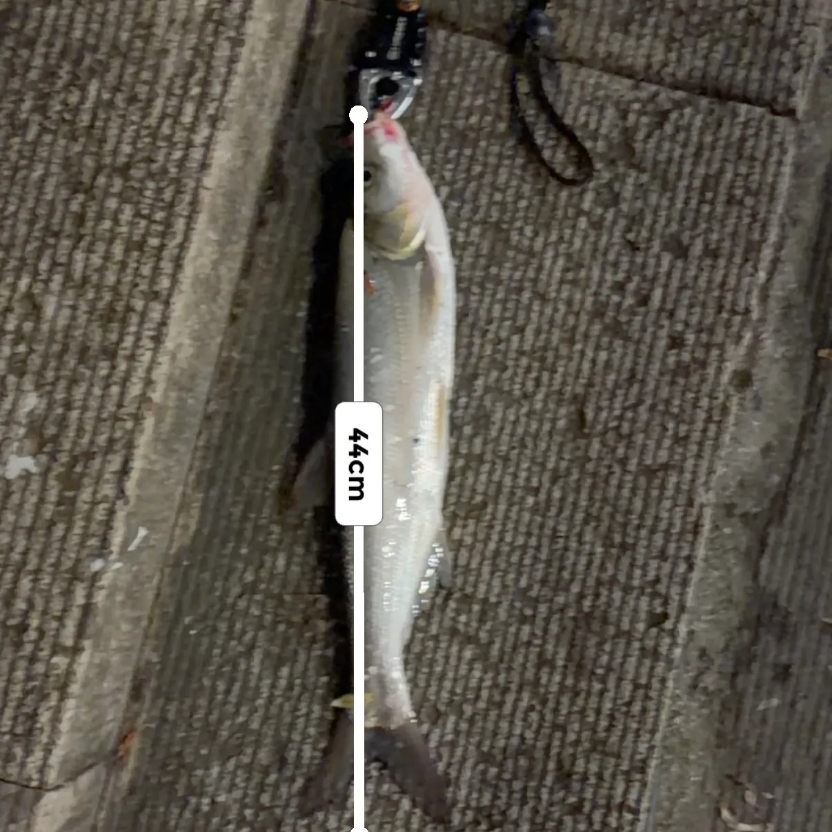 The most recent Predatory carp catches on Fishbrain