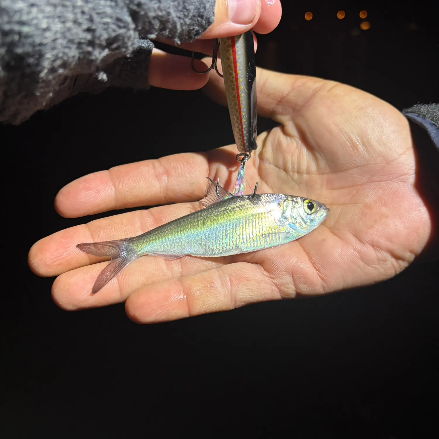 The most recent Alewife catches on Fishbrain