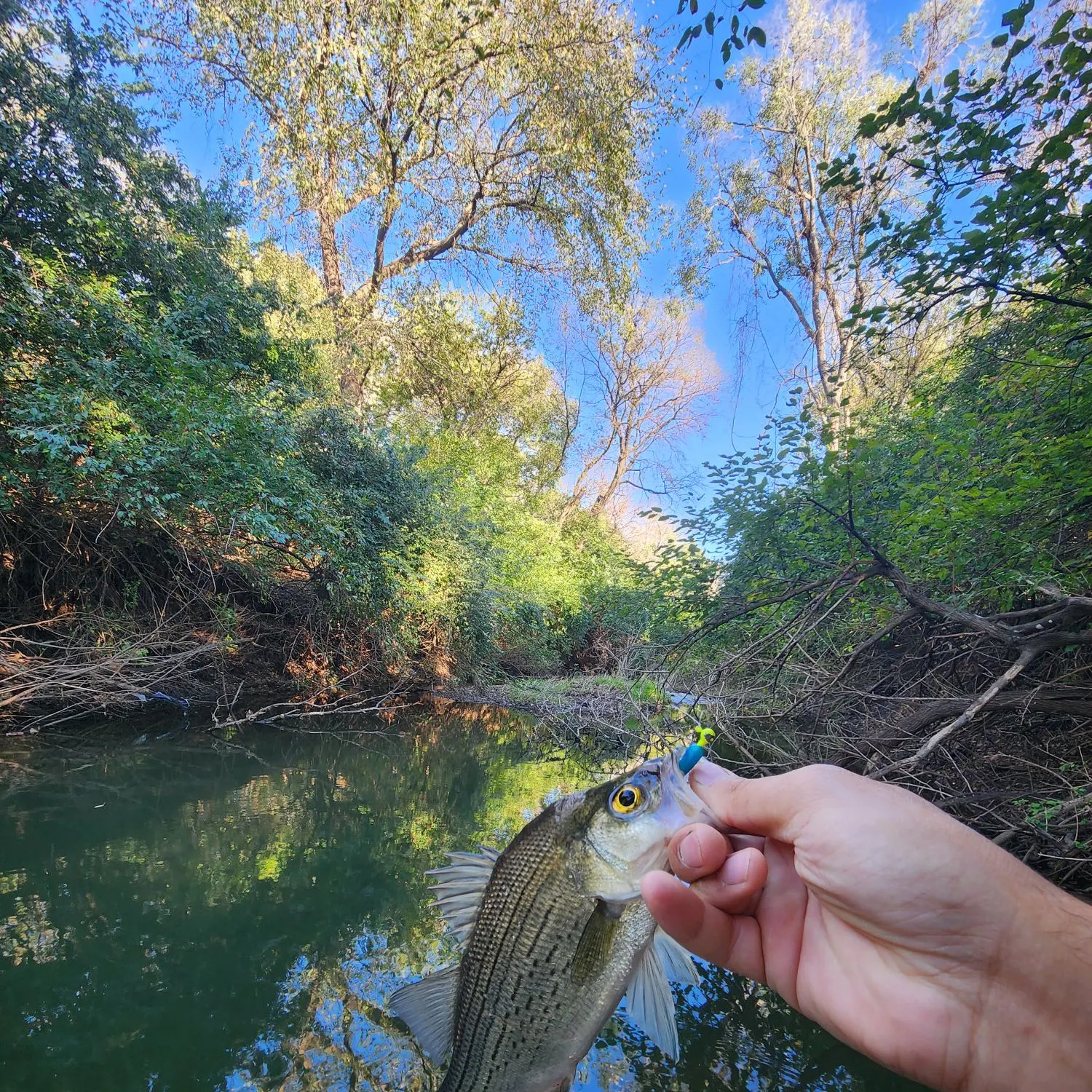 The most recent Wiper catches on Fishbrain