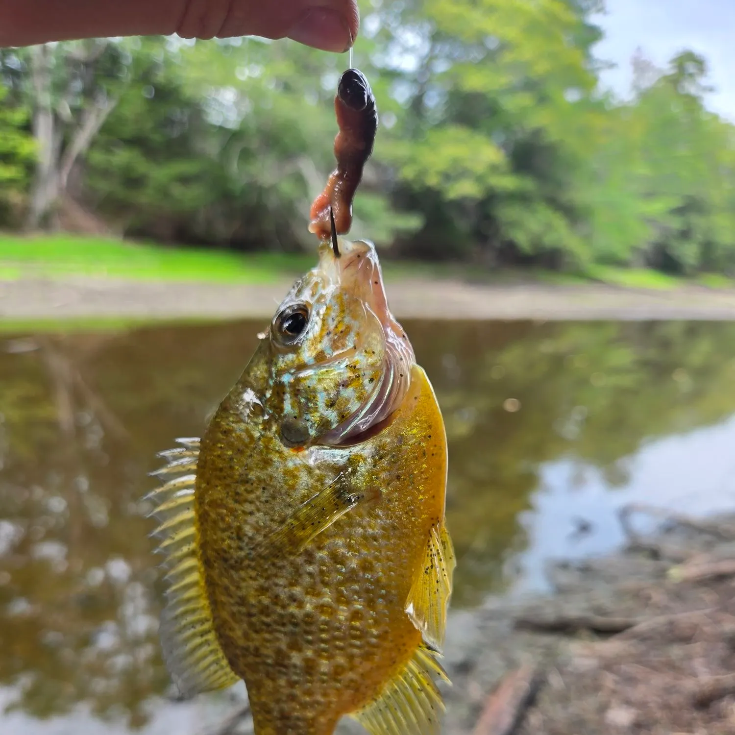 Pumpkinseed caught on Fishbrain