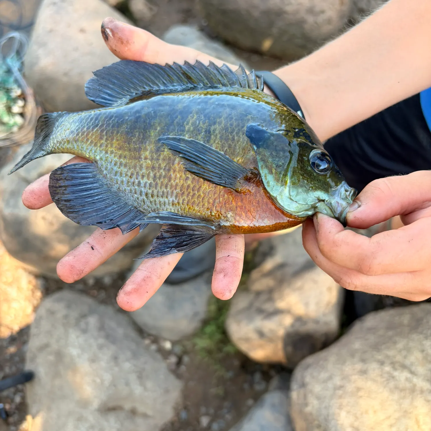 Bluegill caught on Fishbrain