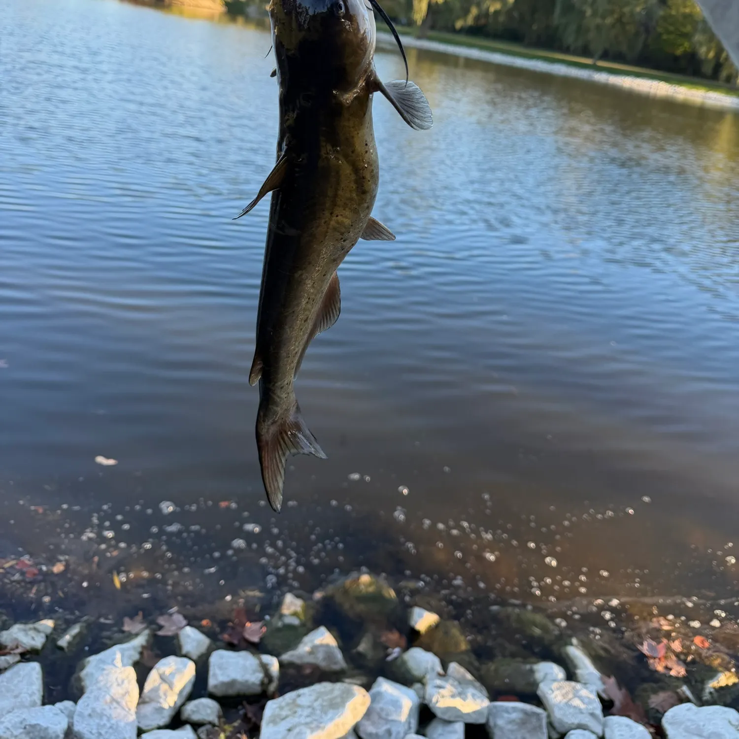 Fish caught on Fishbrain