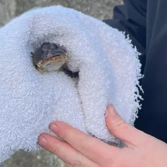 The most recent Longspined bullhead catches on Fishbrain