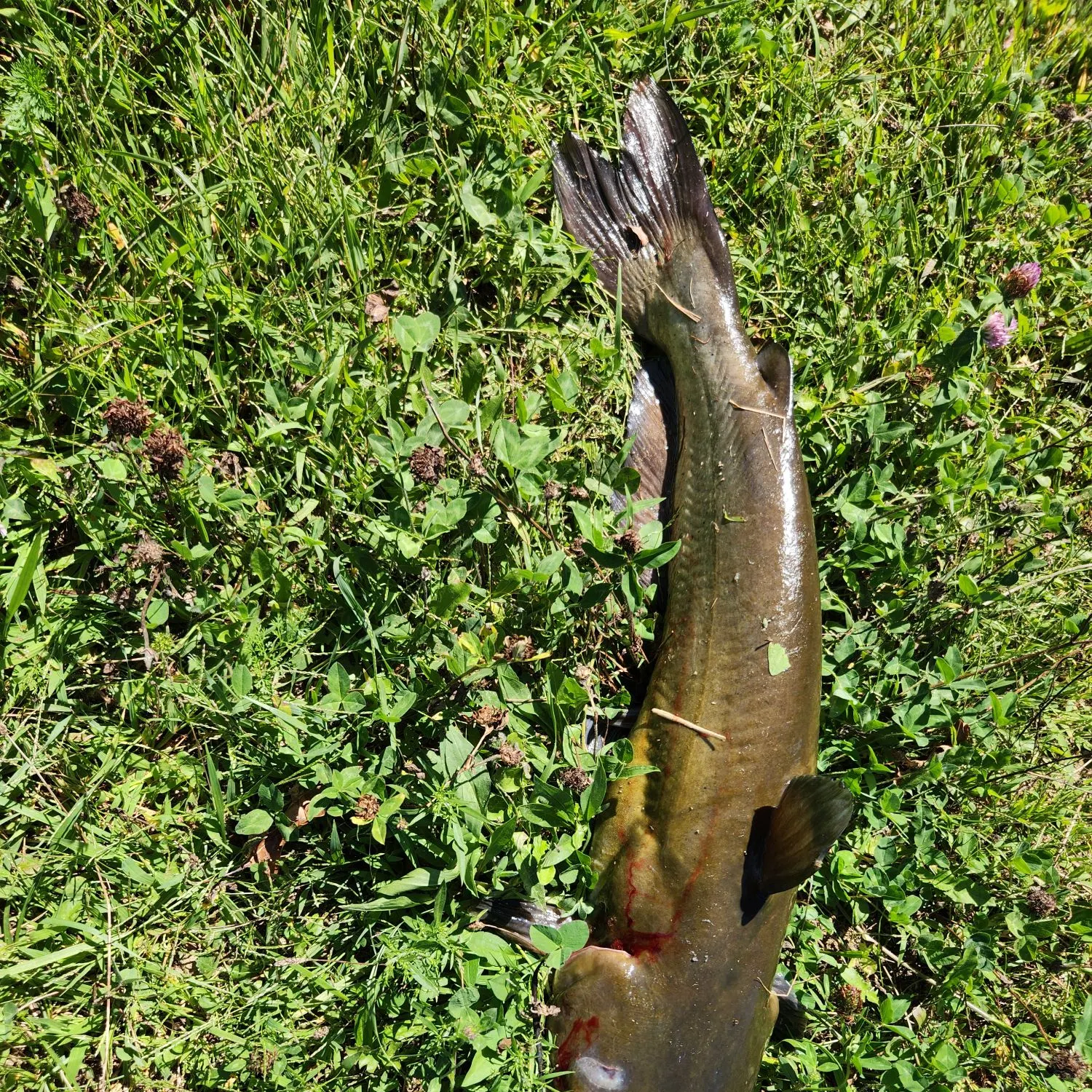Channel catfish caught on Fishbrain