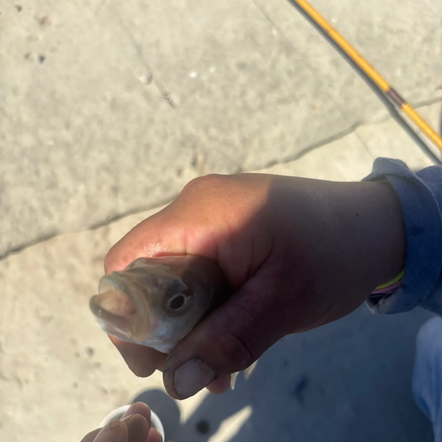 Striped bass caught on Fishbrain