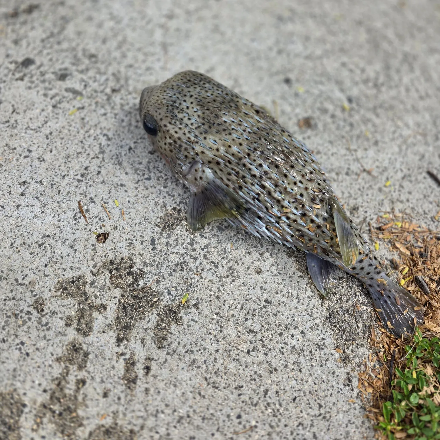 Spot-fin porcupinefish caught on Fishbrain