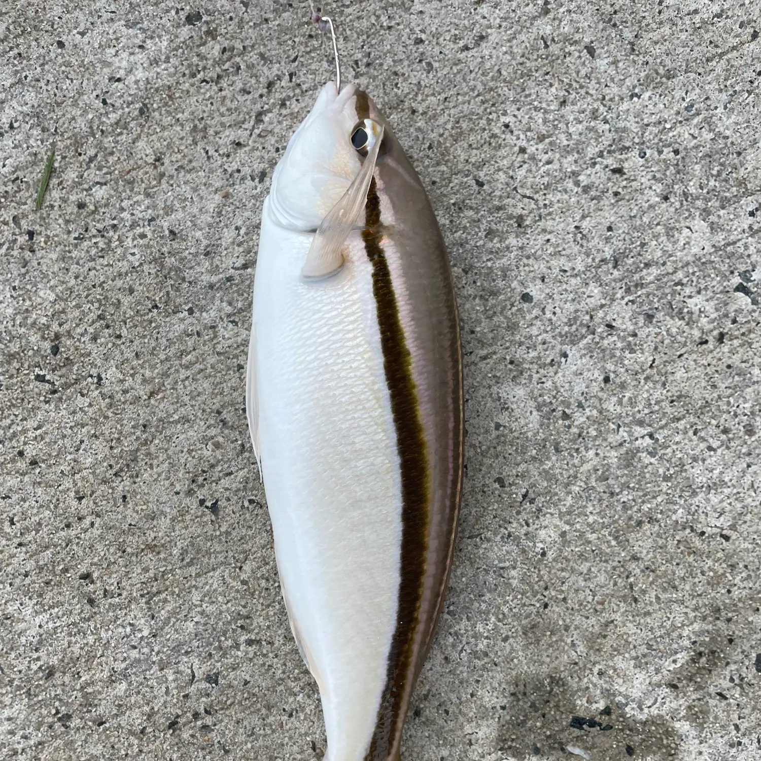 The most recent Striped whiptail catches on Fishbrain