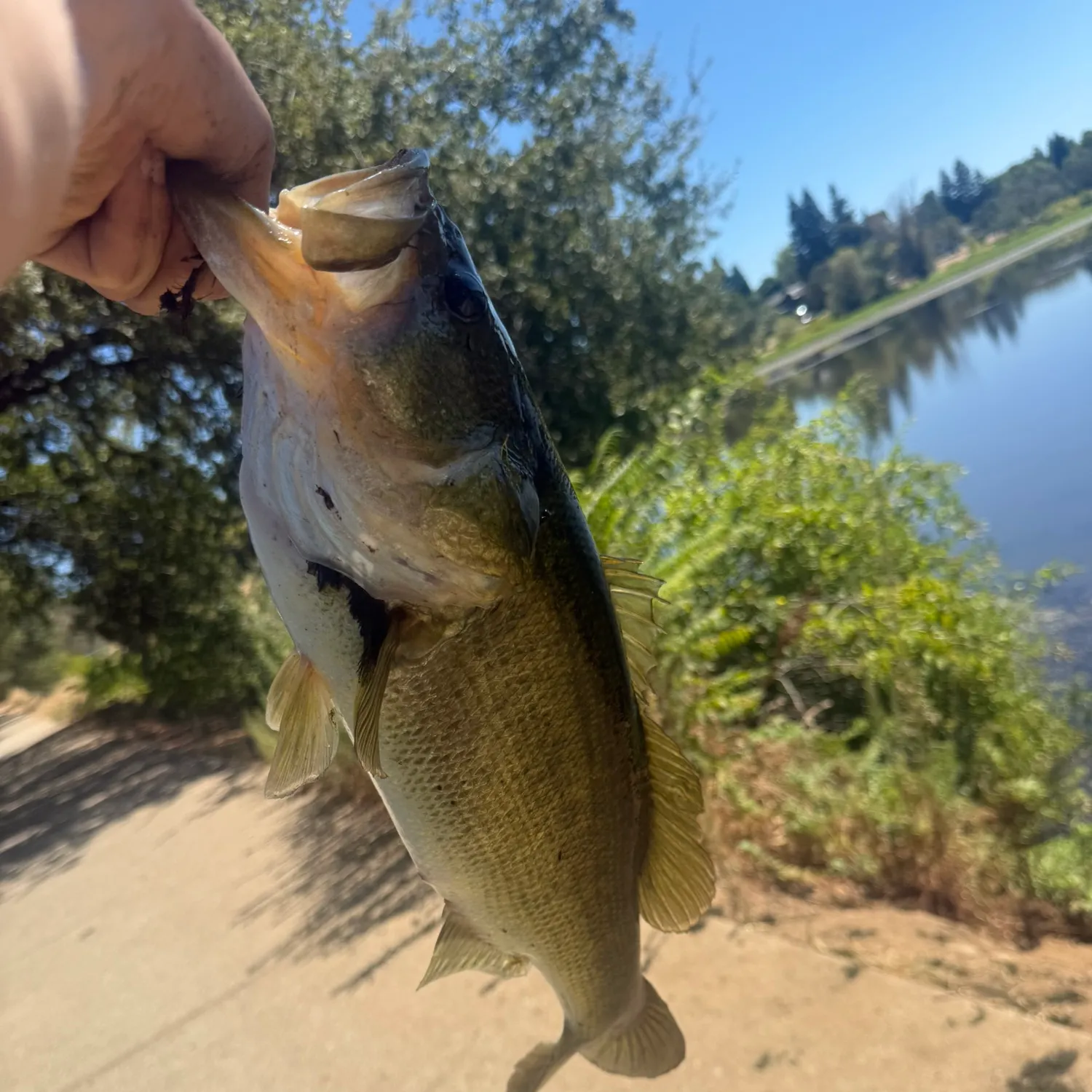 Largemouth bass caught on Fishbrain