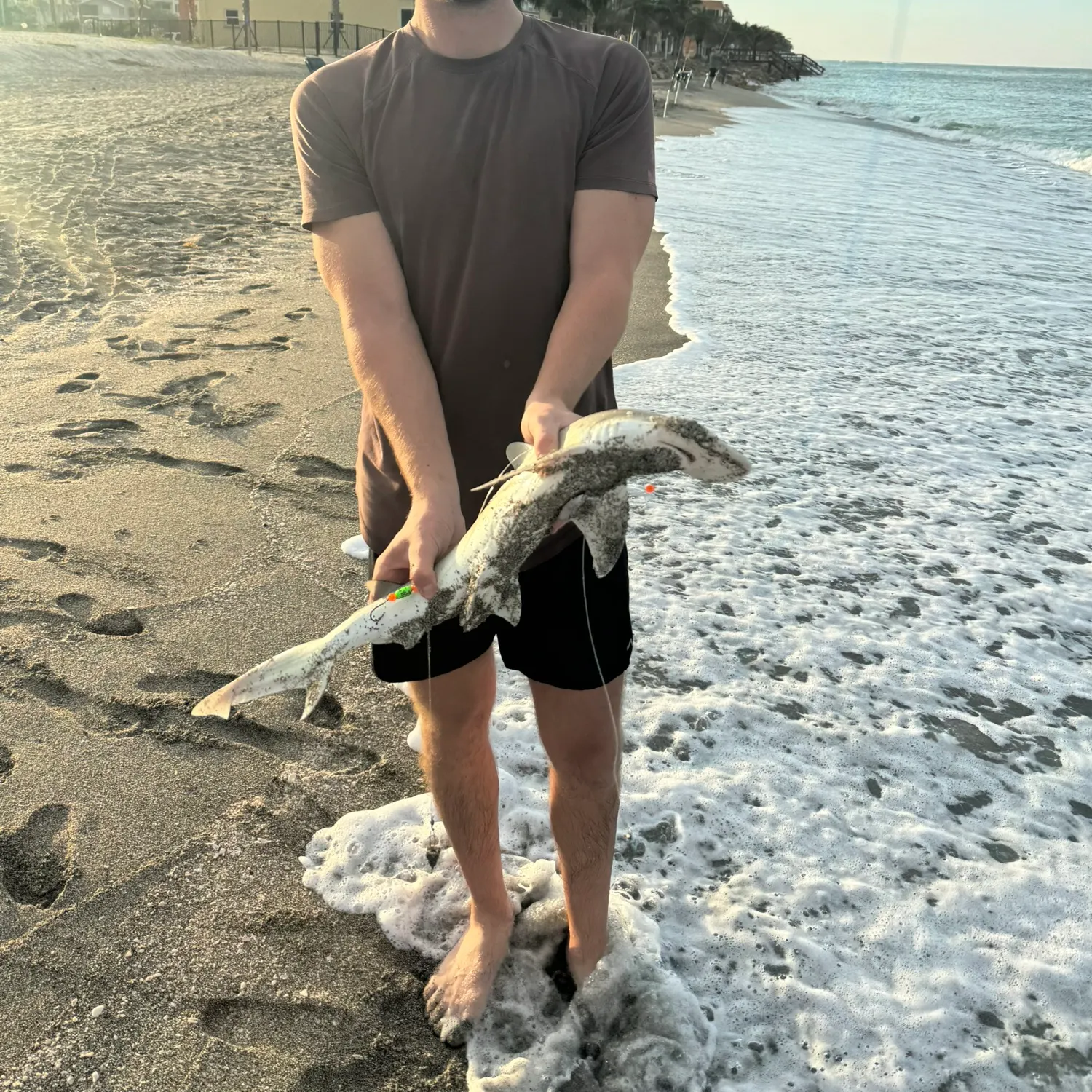 Bonnethead shark caught on Fishbrain