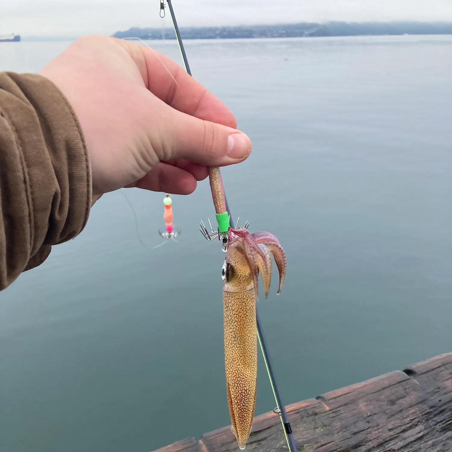 The most recent Gould's squid catches on Fishbrain