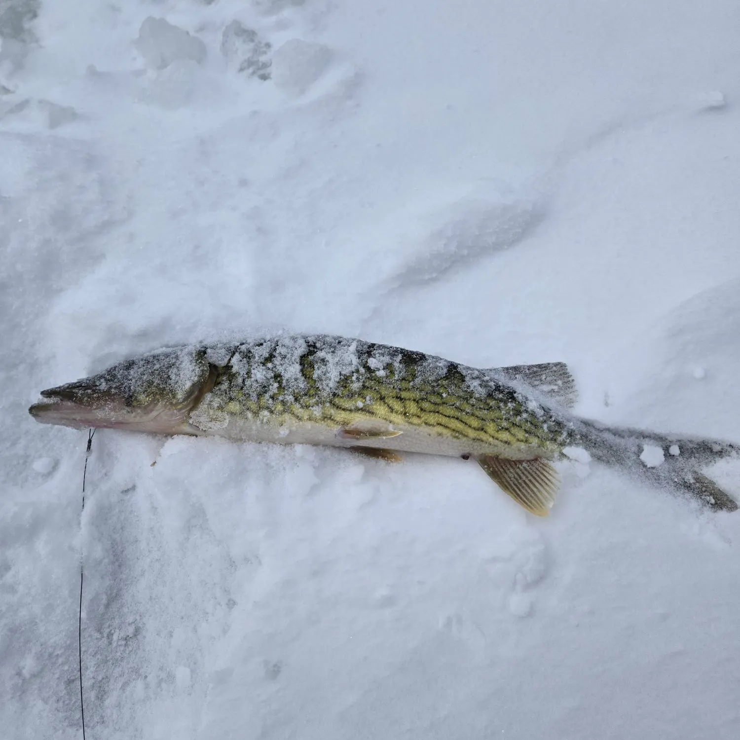 The most recent Chain pickerel catches on Fishbrain