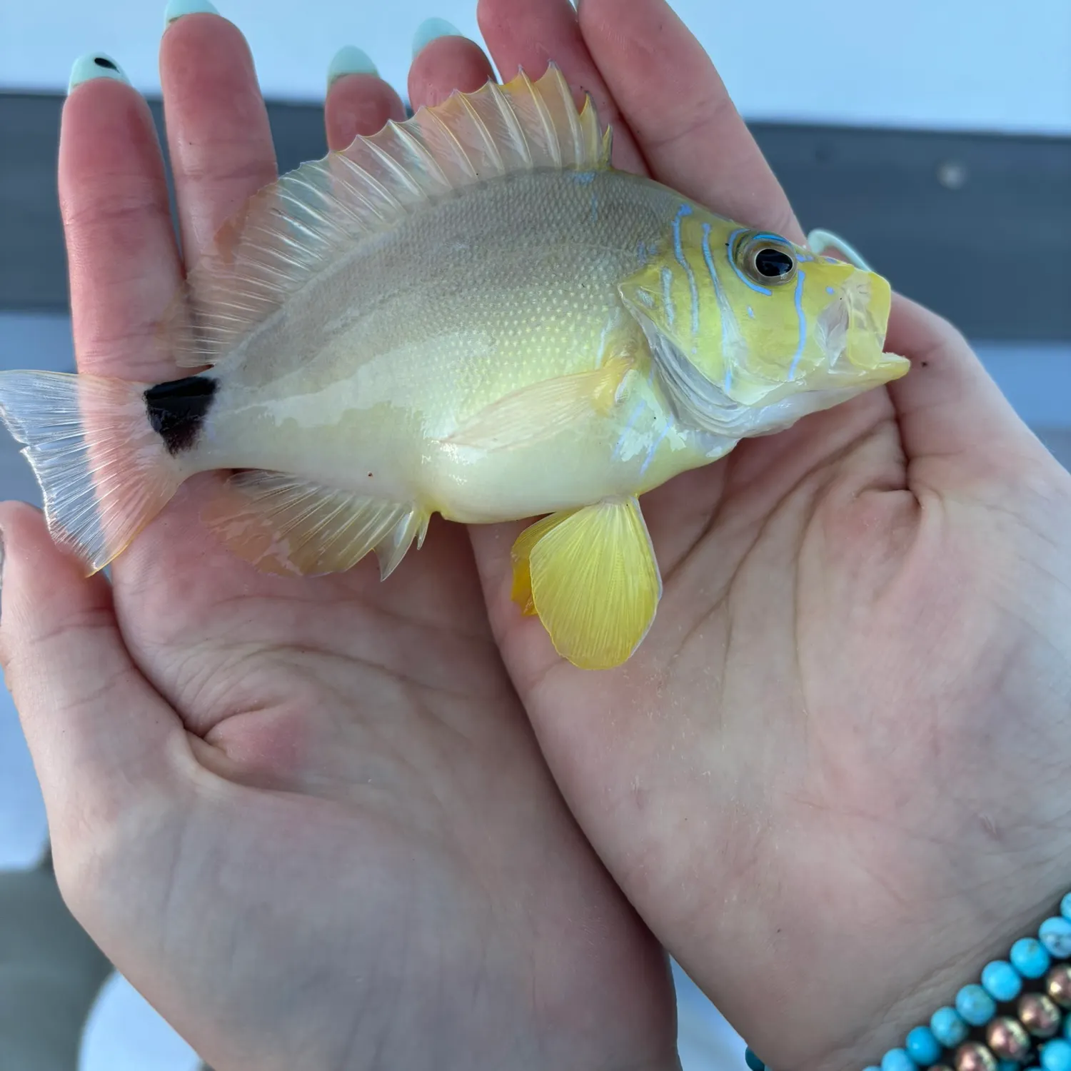 The most recent Butter Hamlet catches on Fishbrain