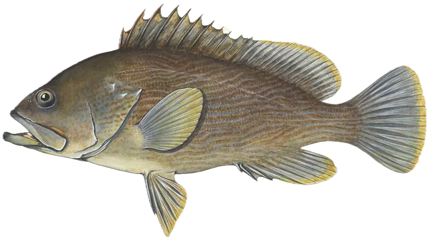 Maori rockcod