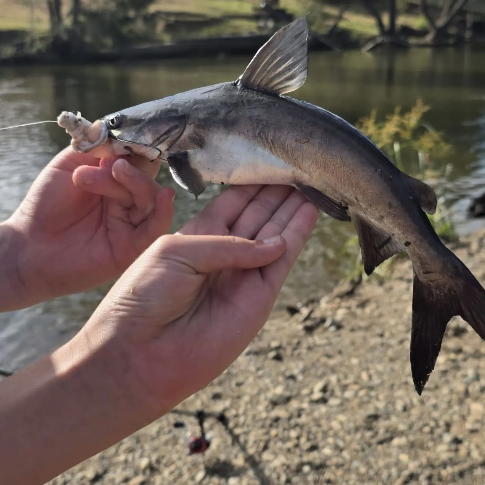 The most recent Blue salmon catfish catches on Fishbrain