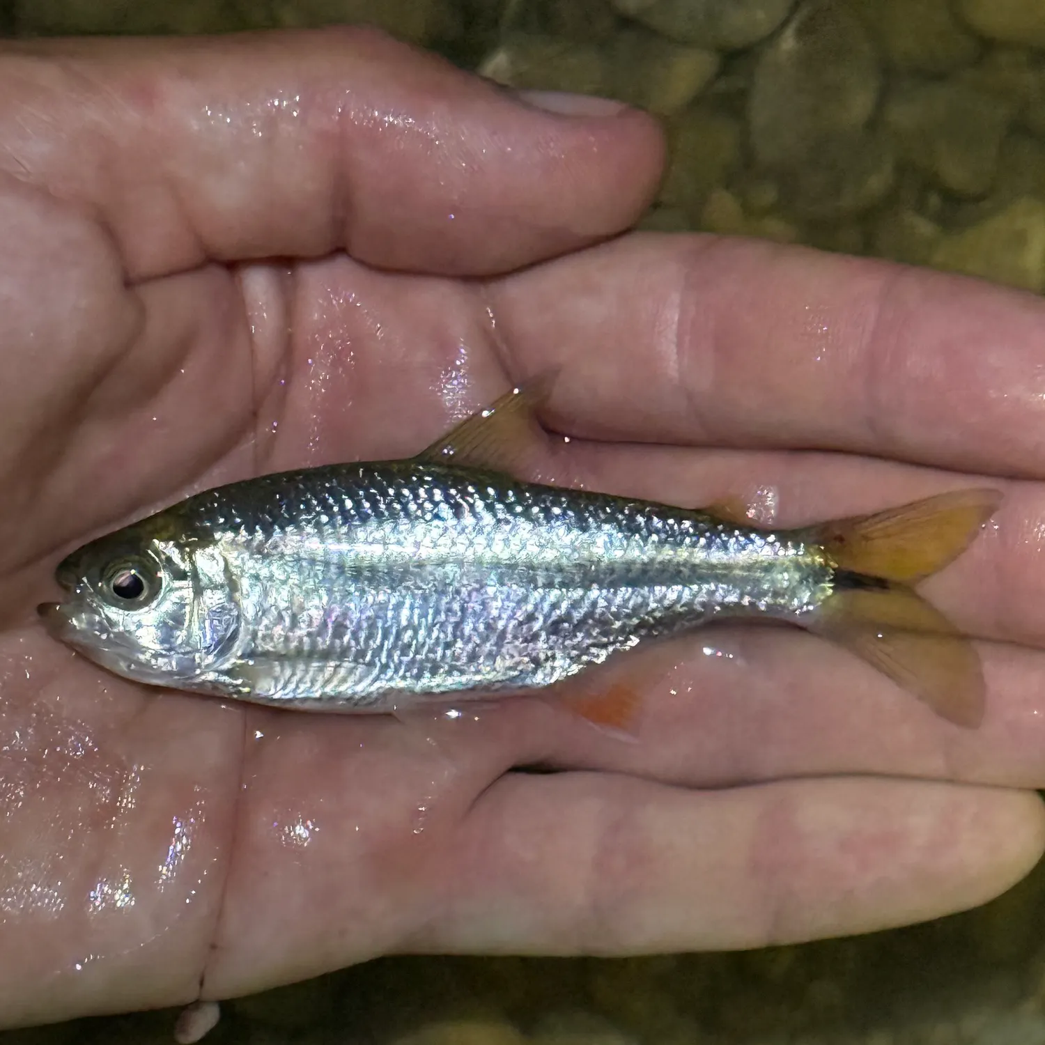 The most recent Texan tetra catches on Fishbrain