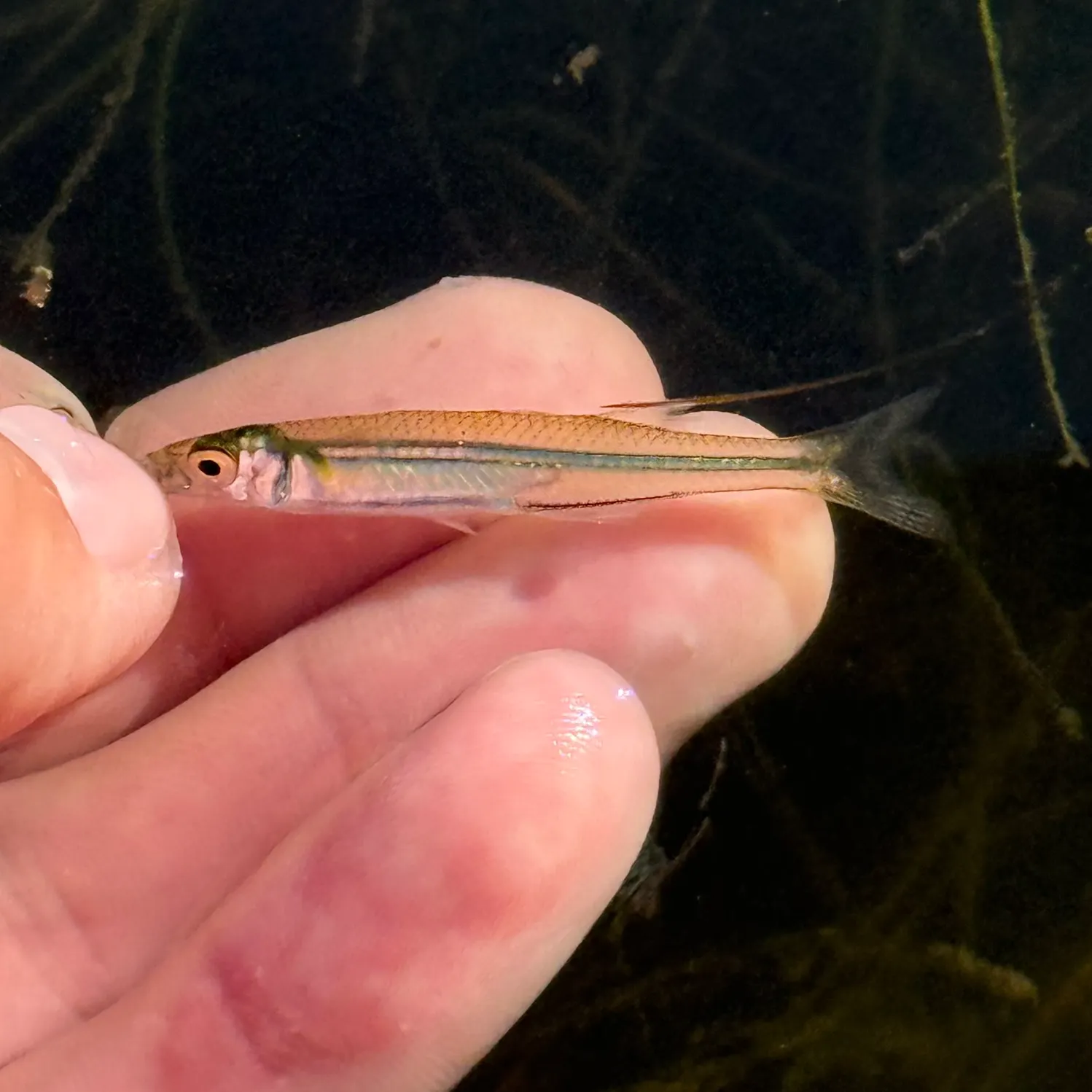 The most recent Inland silverside catches on Fishbrain