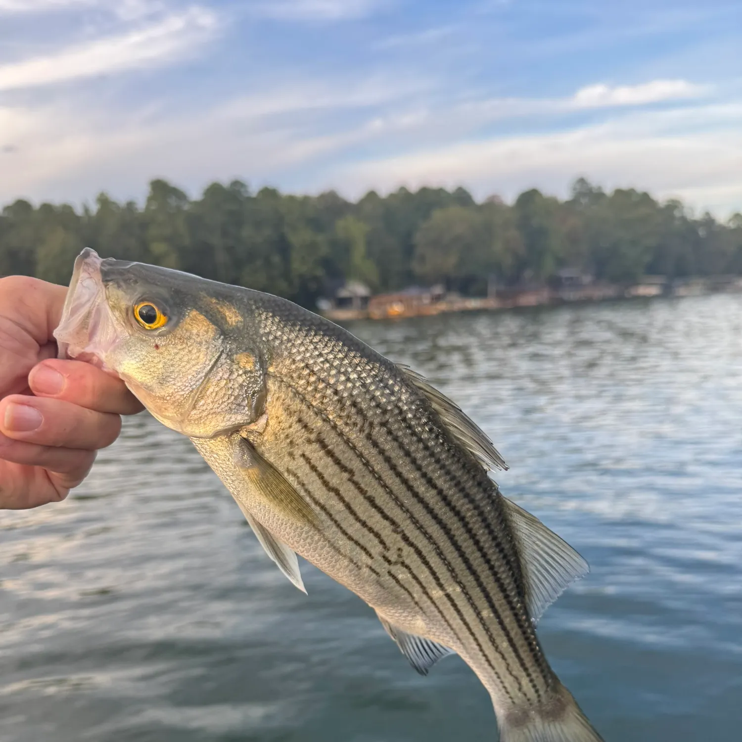 Wiper caught on Fishbrain