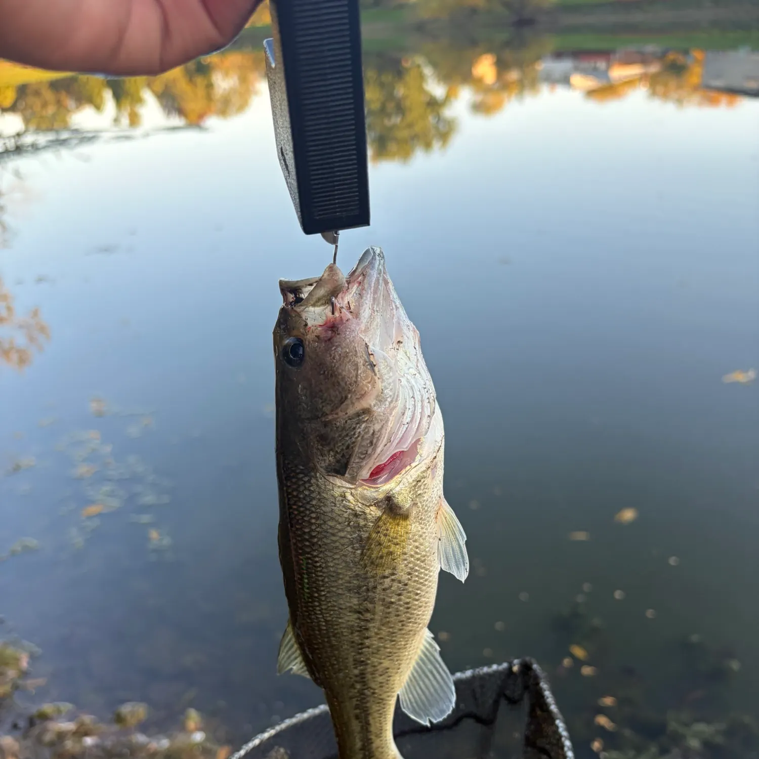 Fish caught on Fishbrain