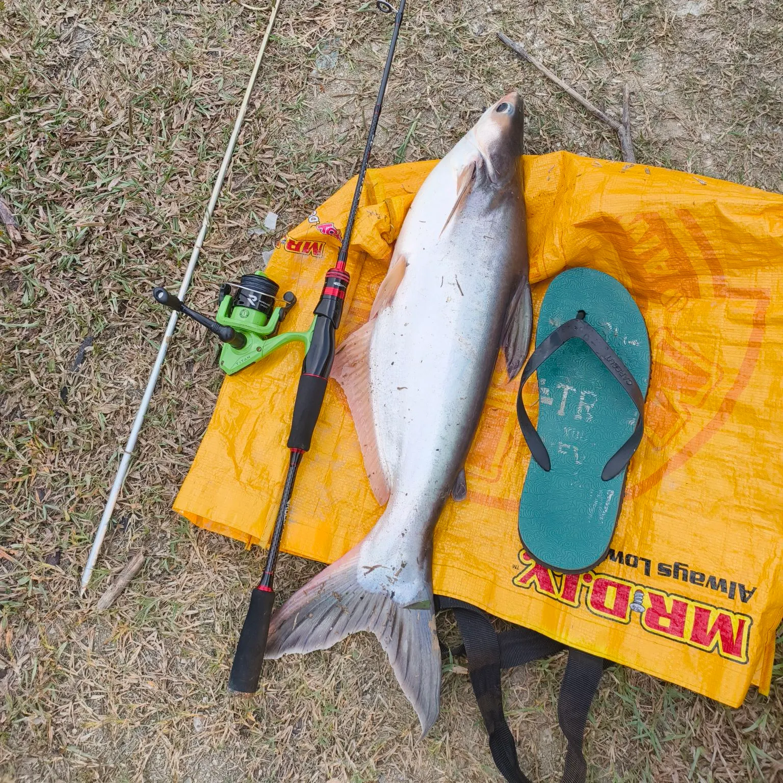 The most recent Yellowtail catfish catches on Fishbrain