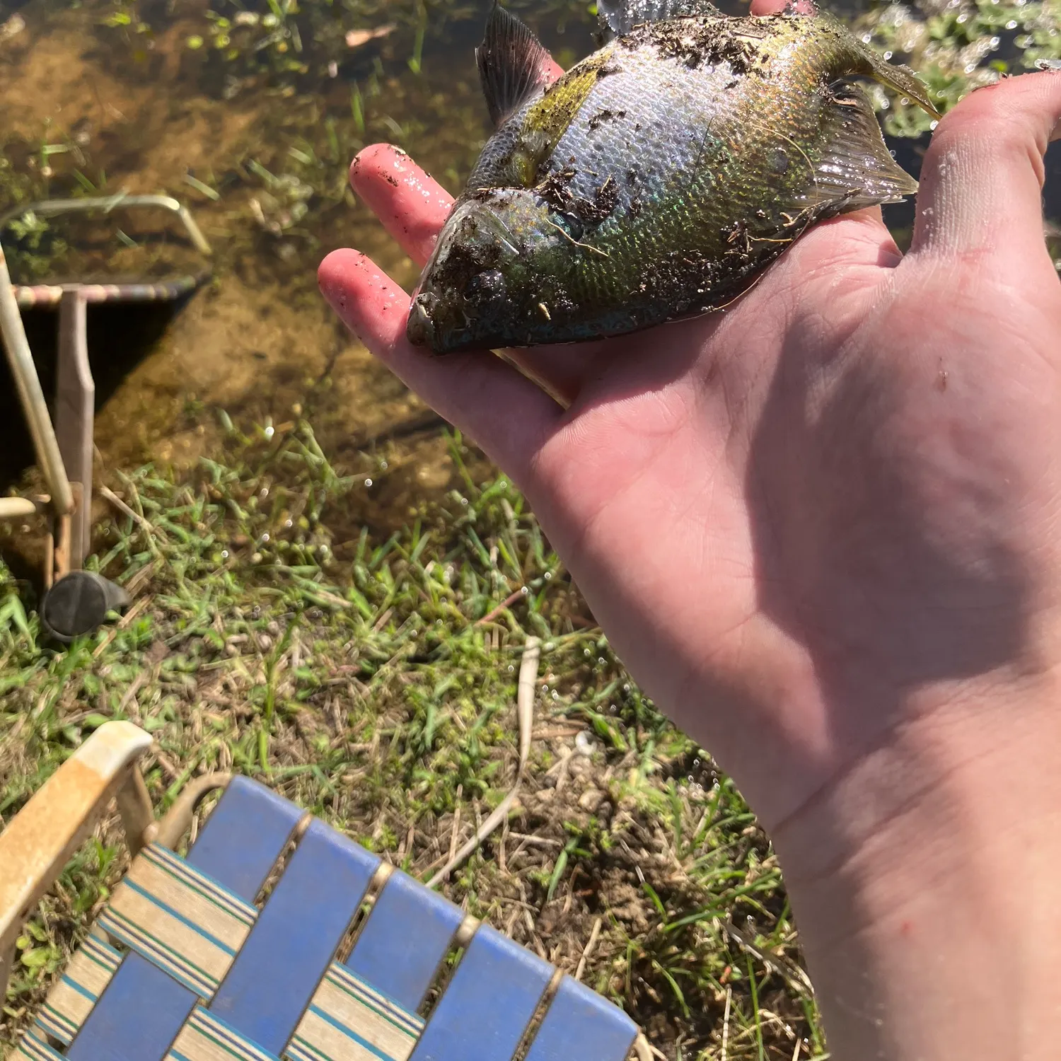 The most recent Coppernose bluegill catches on Fishbrain