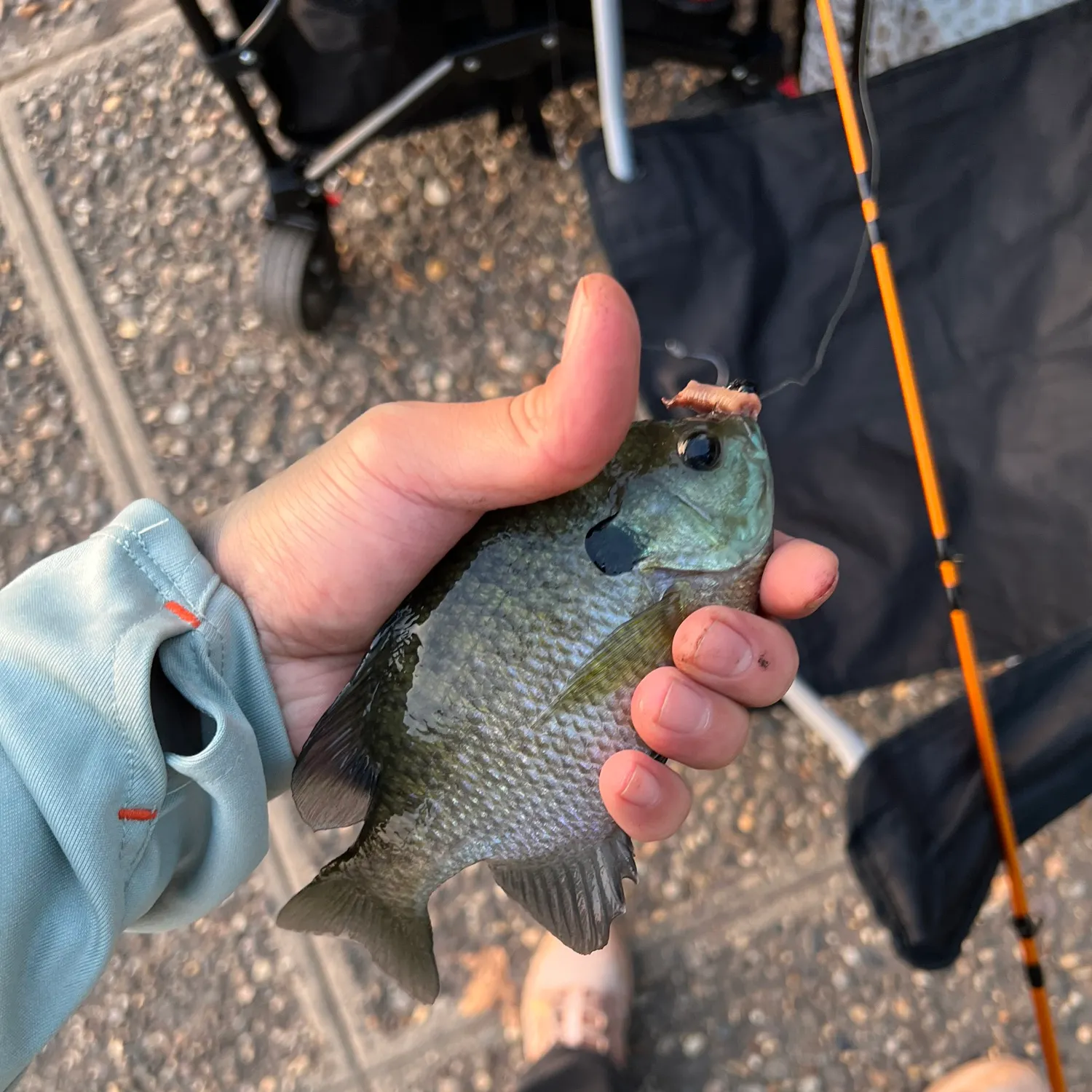 catch