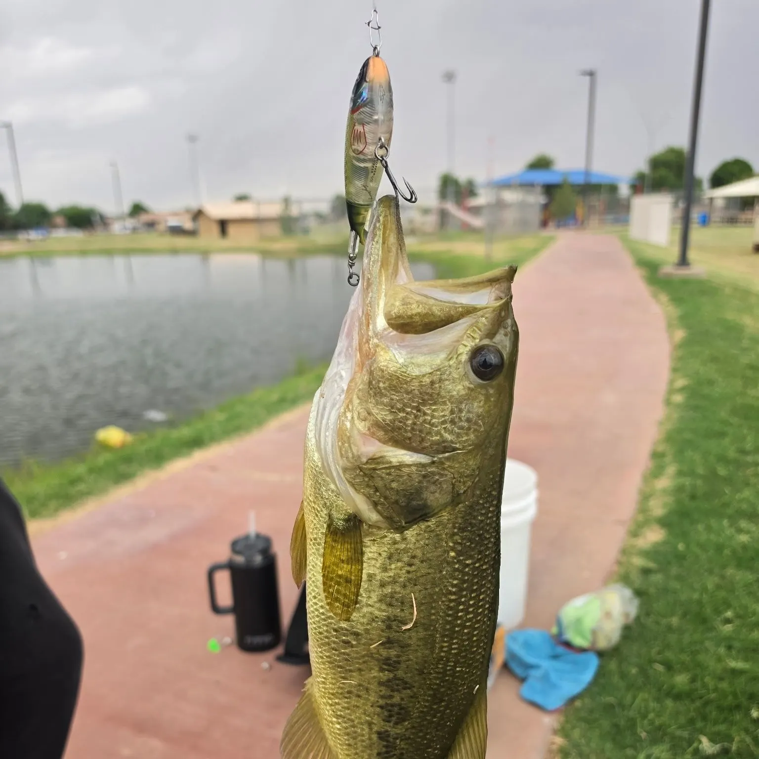 Largemouth bass caught on Fishbrain