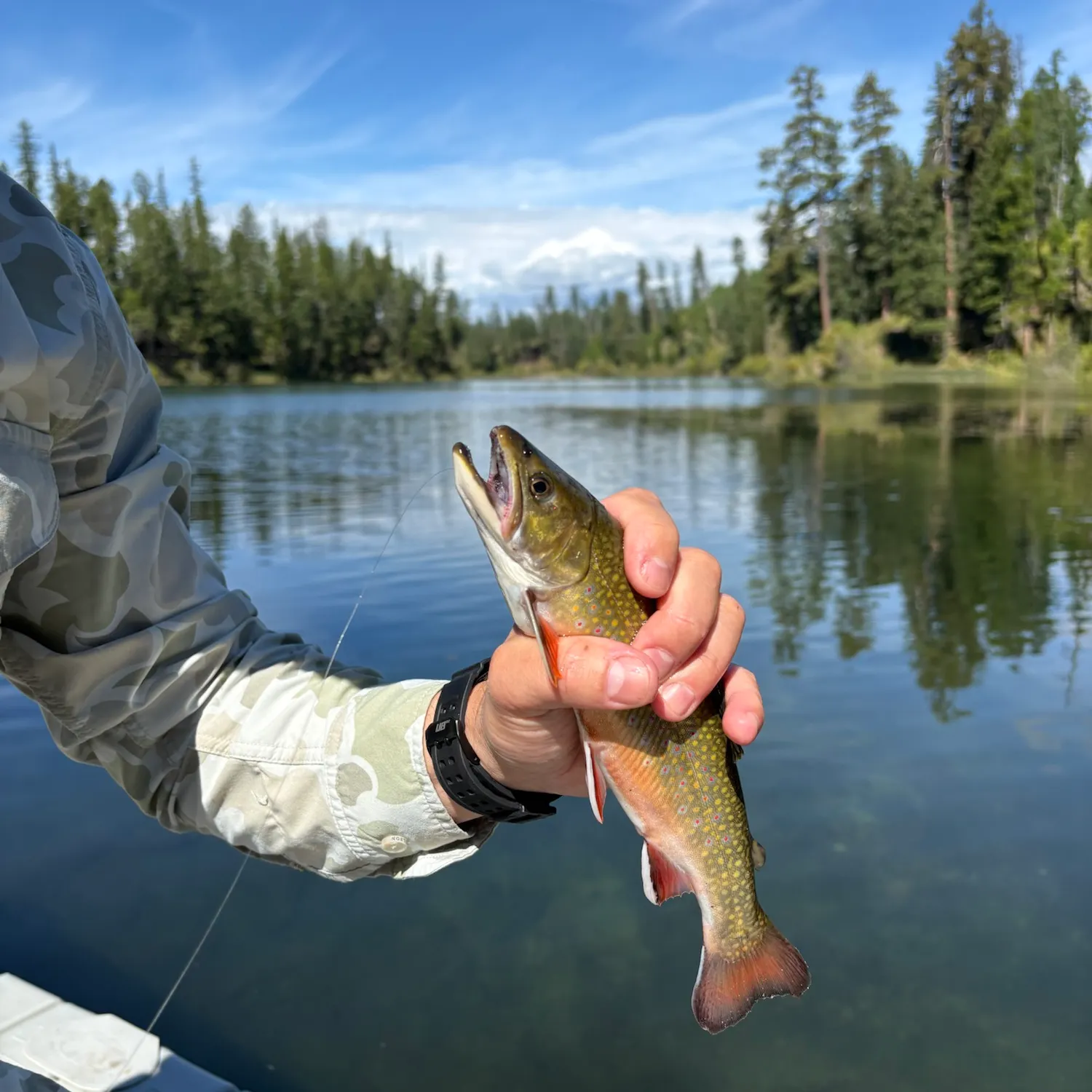 Brook trout caught on Fishbrain