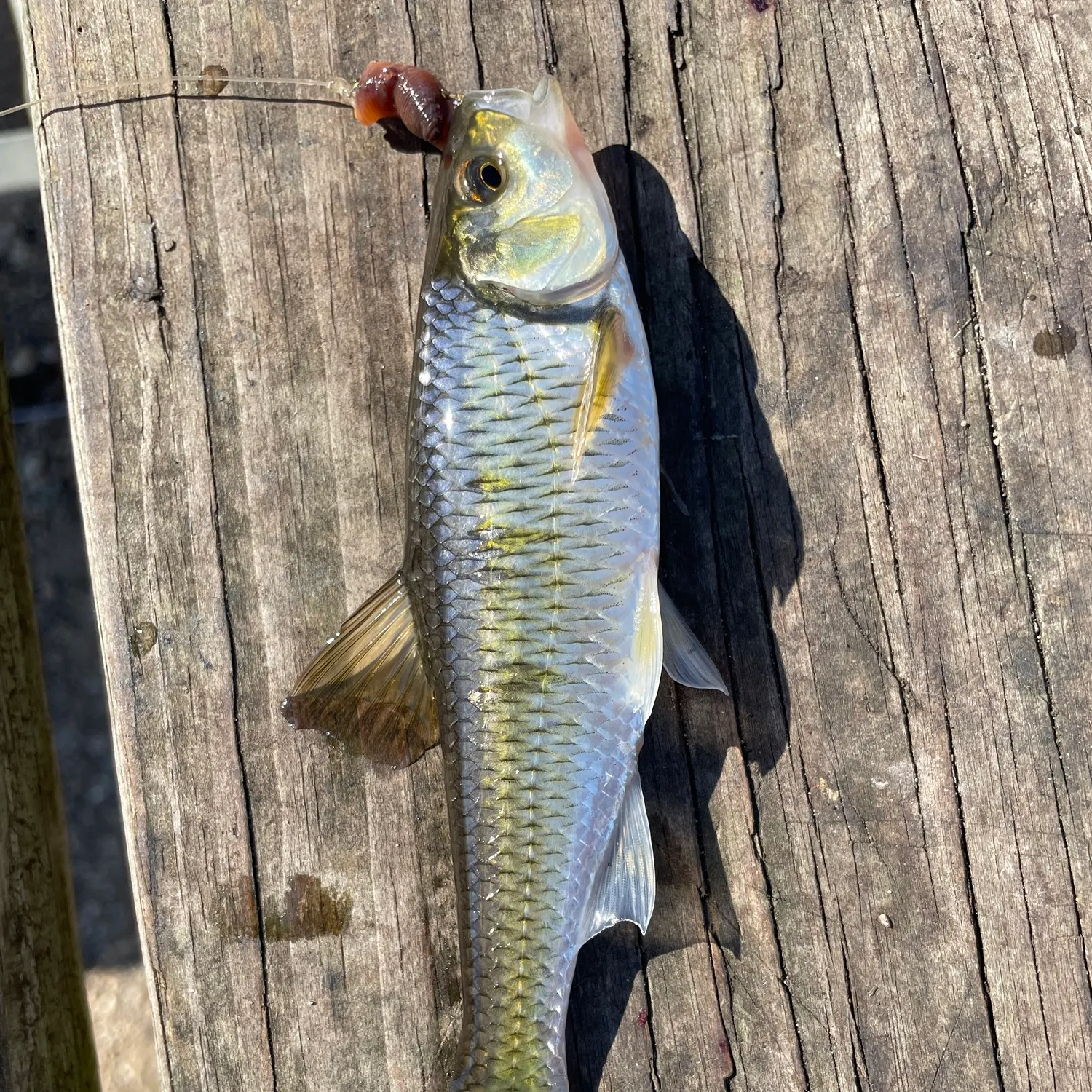 Striped shiner caught on Fishbrain
