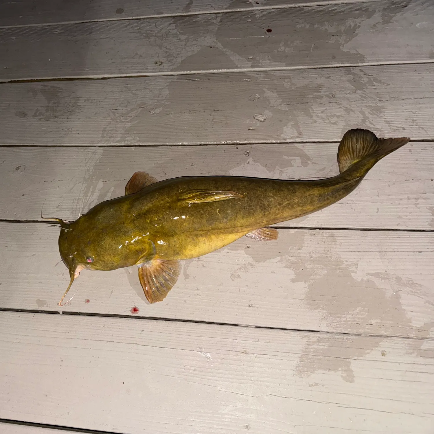 Flathead catfish caught on Fishbrain