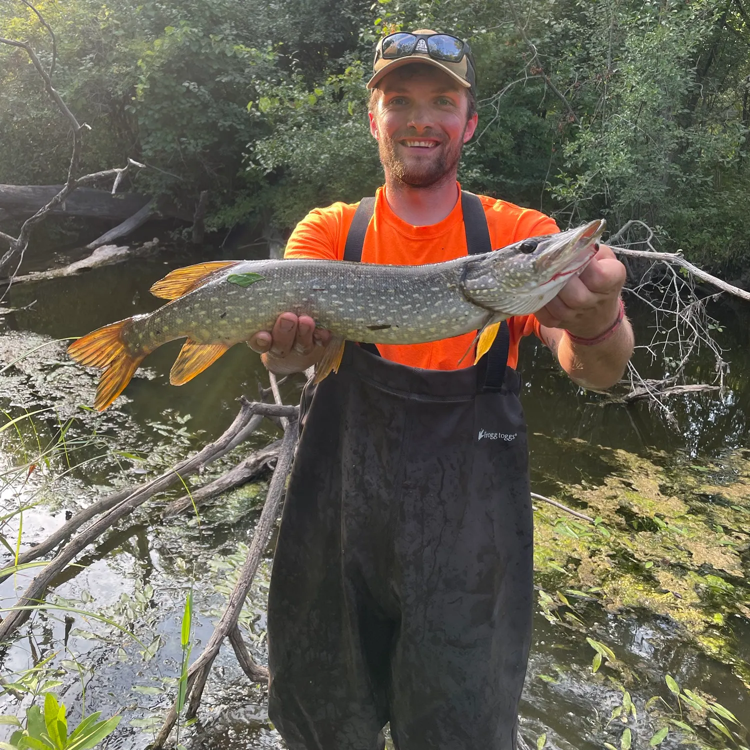 The most recent Northern pike catches on Fishbrain