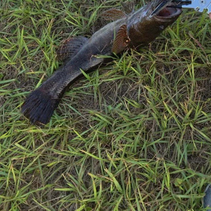 The most recent Bigmouth sleeper catches on Fishbrain