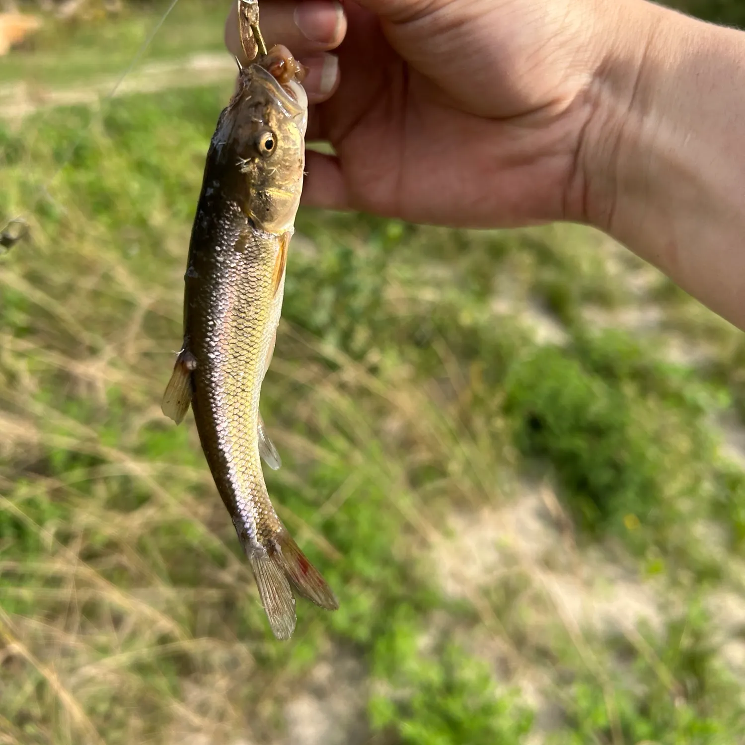 Creek chub caught on Fishbrain