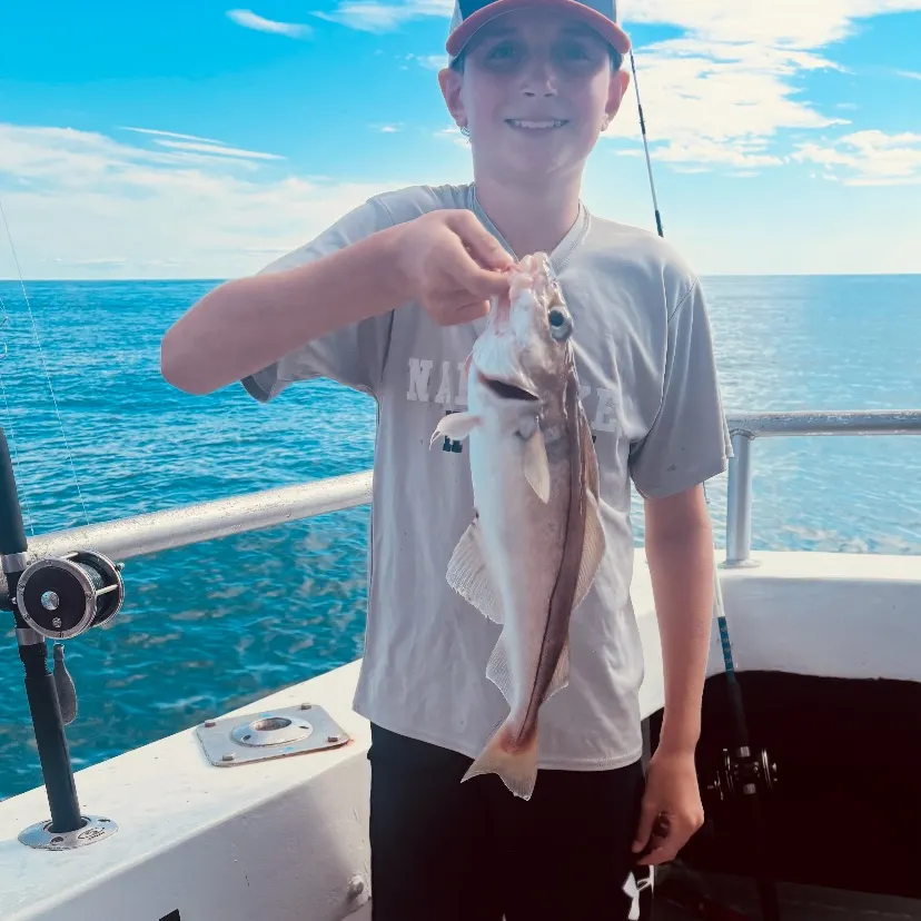 The most recent Haddock catches on Fishbrain