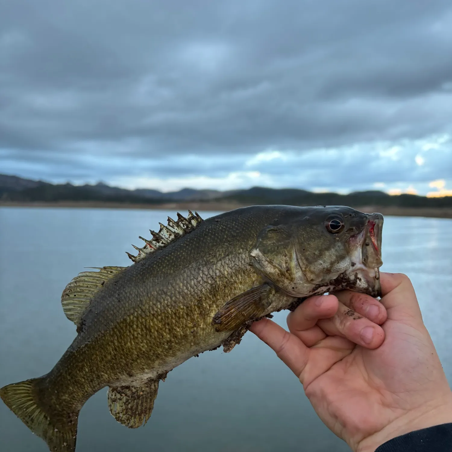 Smallmouth bass caught on Fishbrain