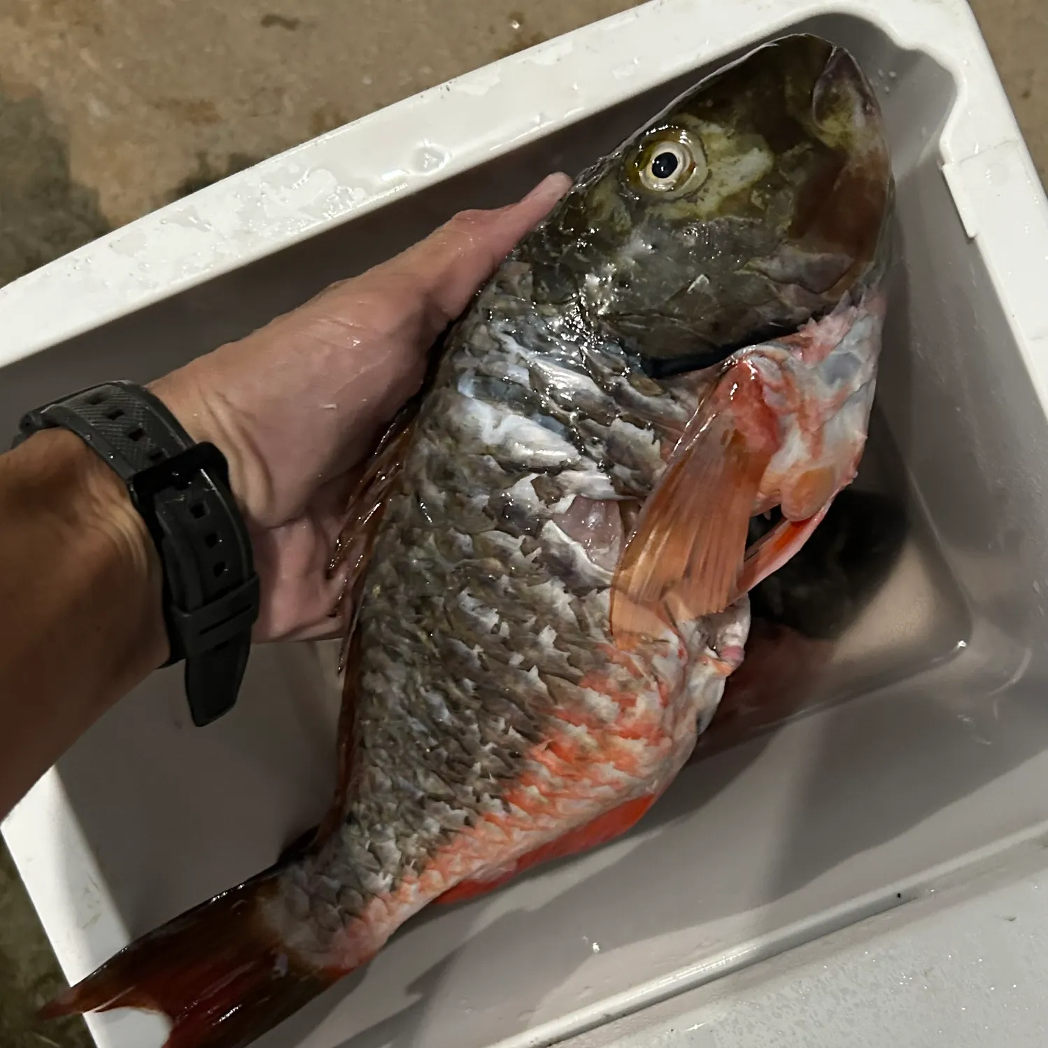 The most recent Redtail parrotfish catches on Fishbrain