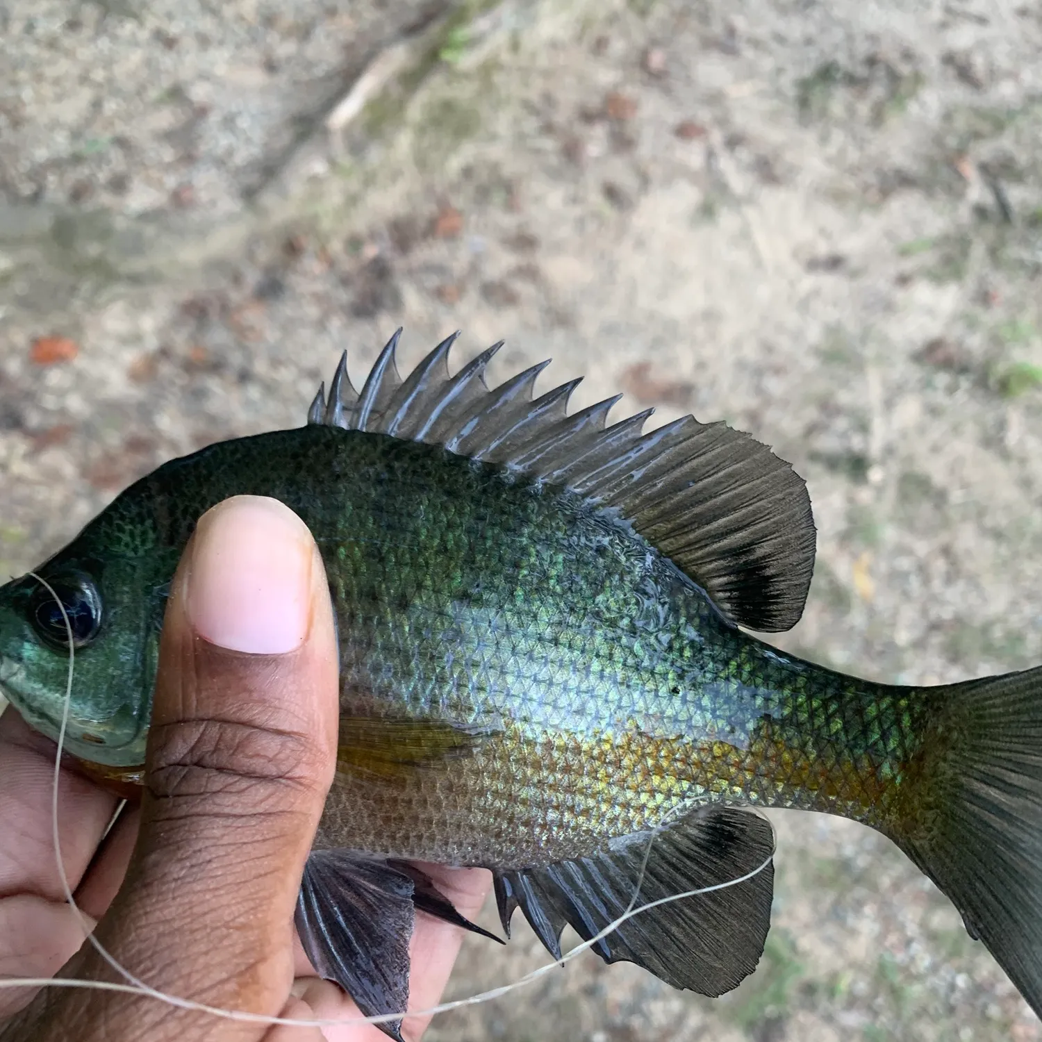 Fish caught on Fishbrain