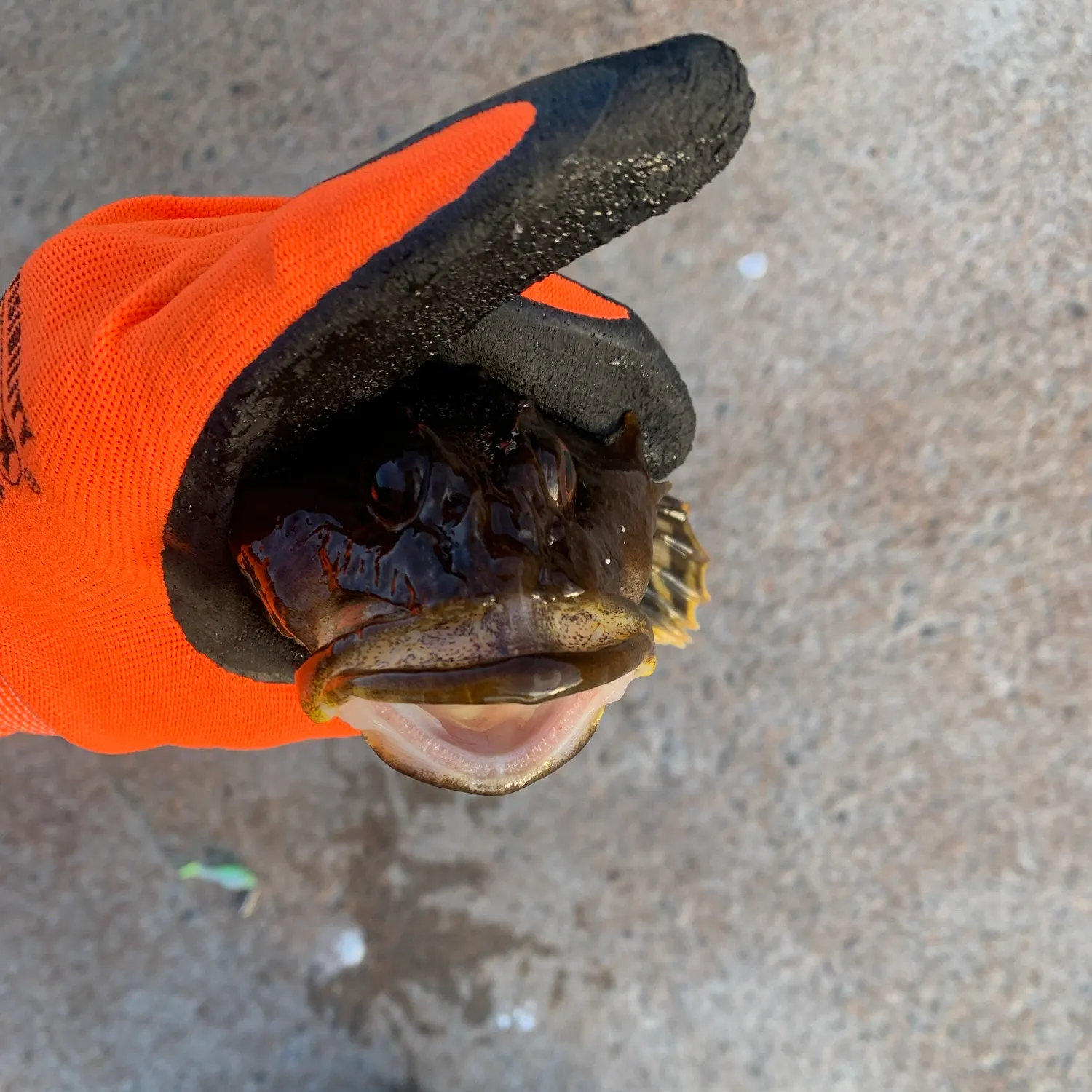 Shorthorn sculpin caught on Fishbrain