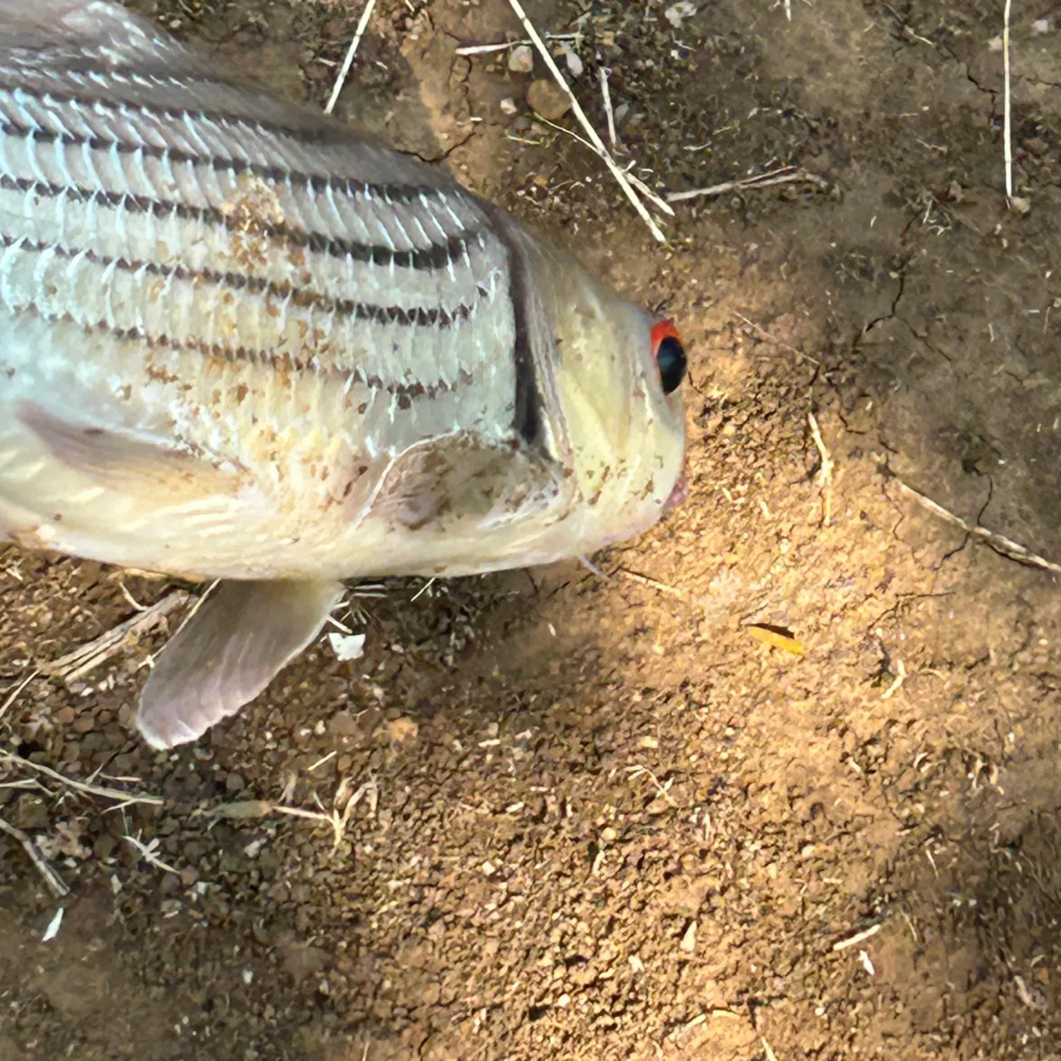 The most recent Julian's golden carp catches on Fishbrain