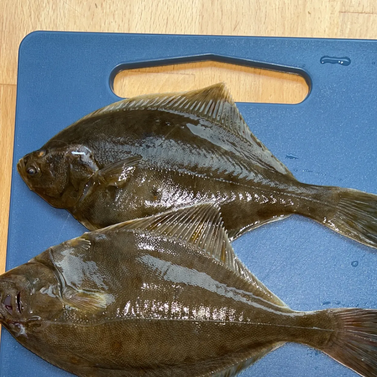 The most recent European flounder catches on Fishbrain