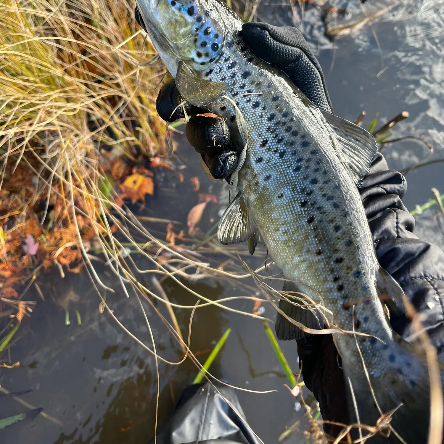 Landlocked atlantic salmon caught on Fishbrain