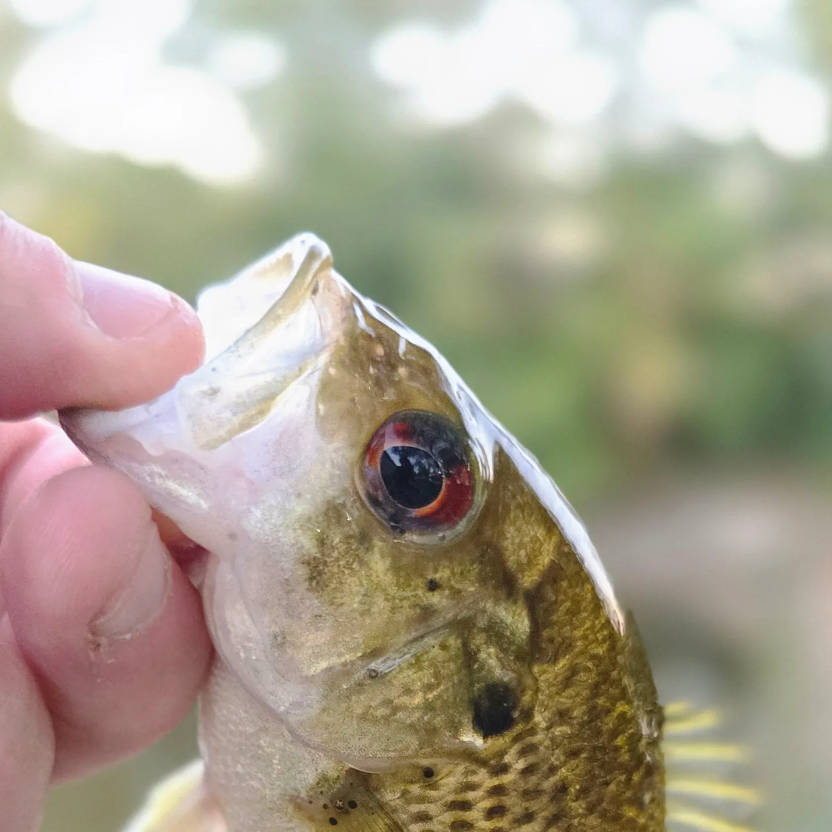 Rock bass caught on Fishbrain