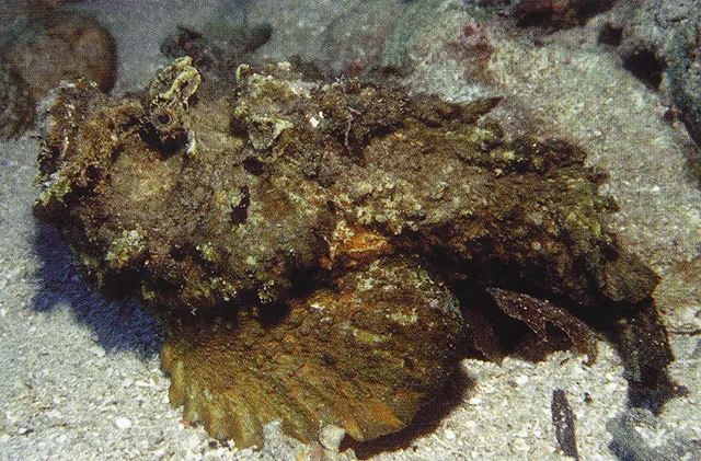 Estuarine stonefish