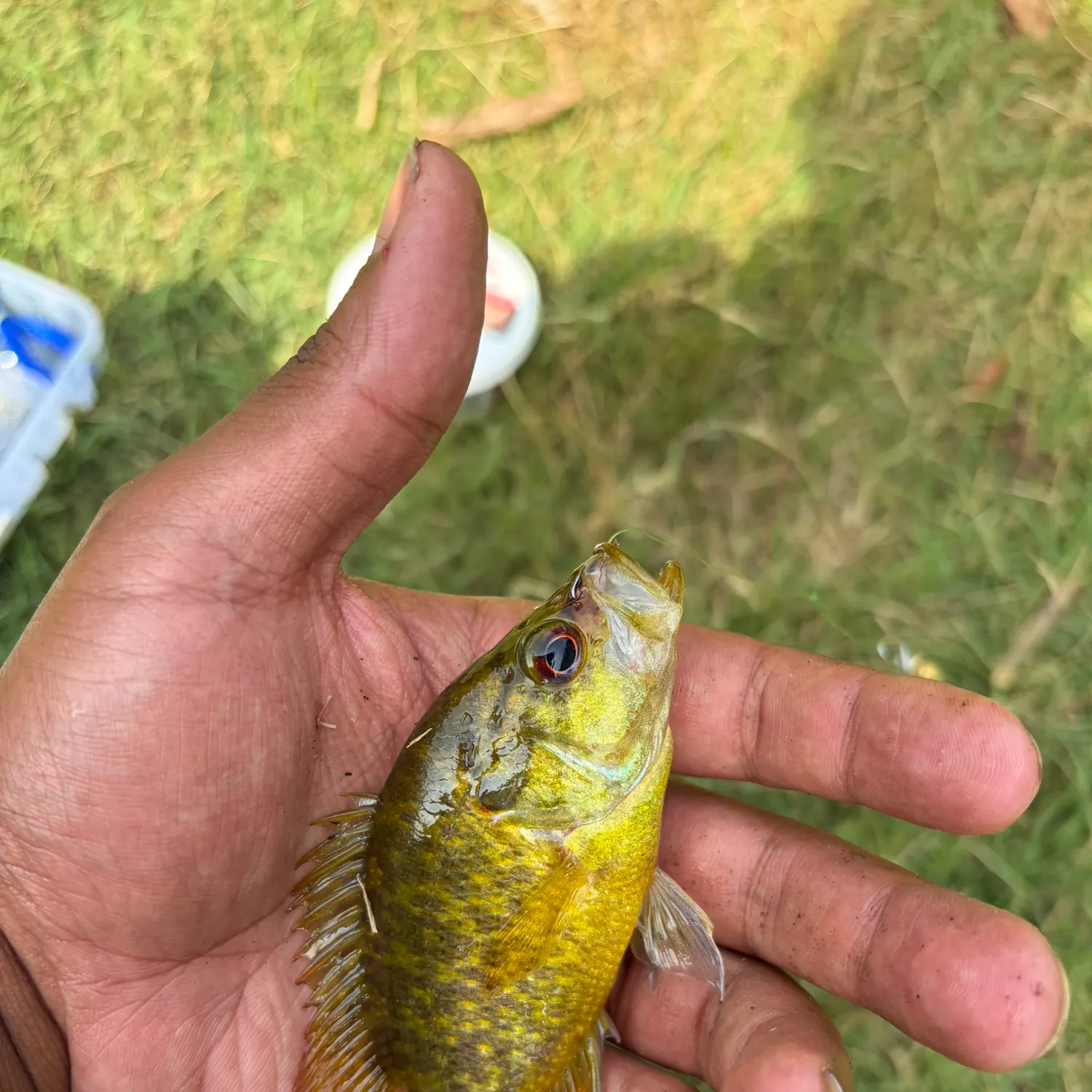 Warmouth caught on Fishbrain