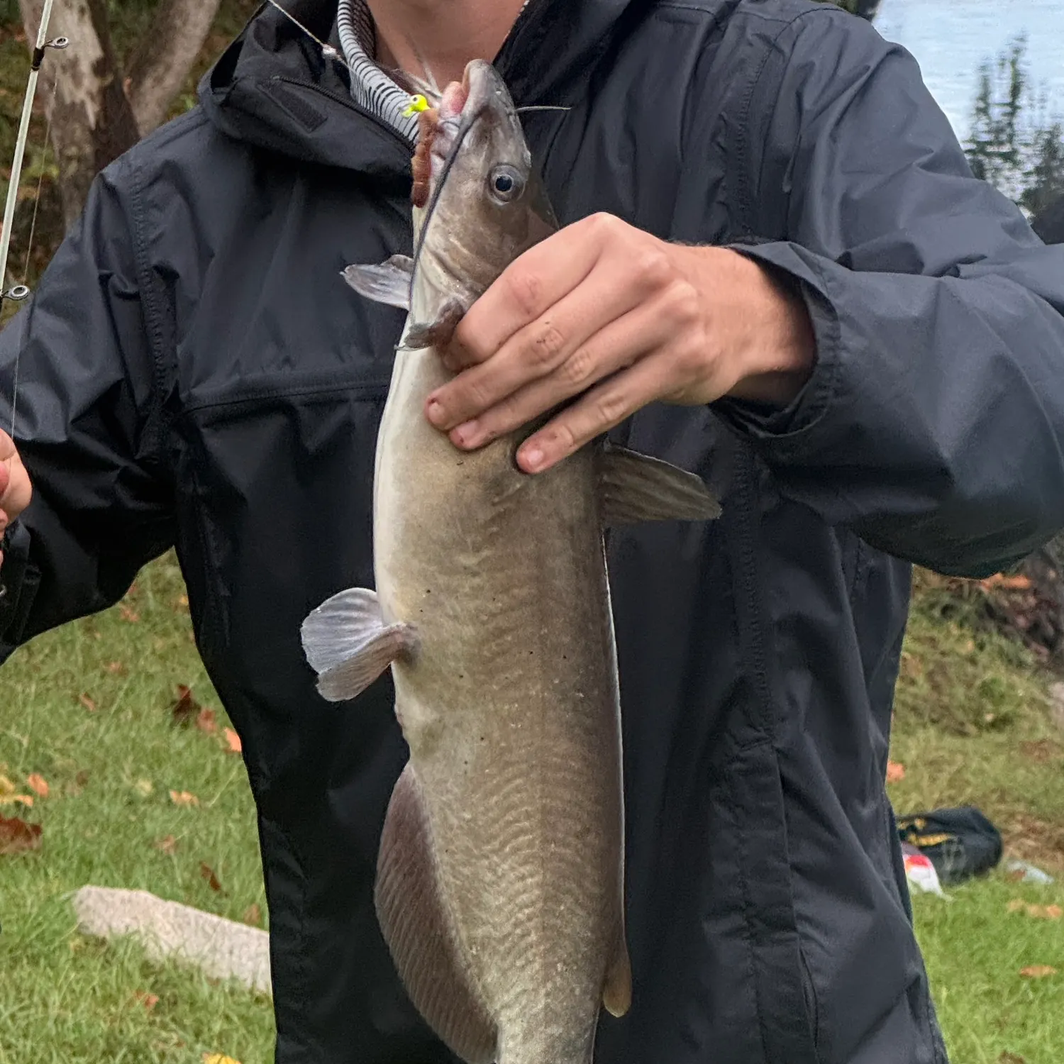 Channel catfish caught on Fishbrain