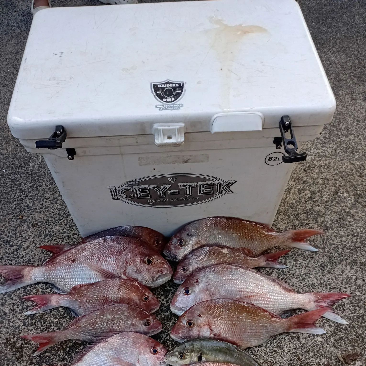 recently logged catches