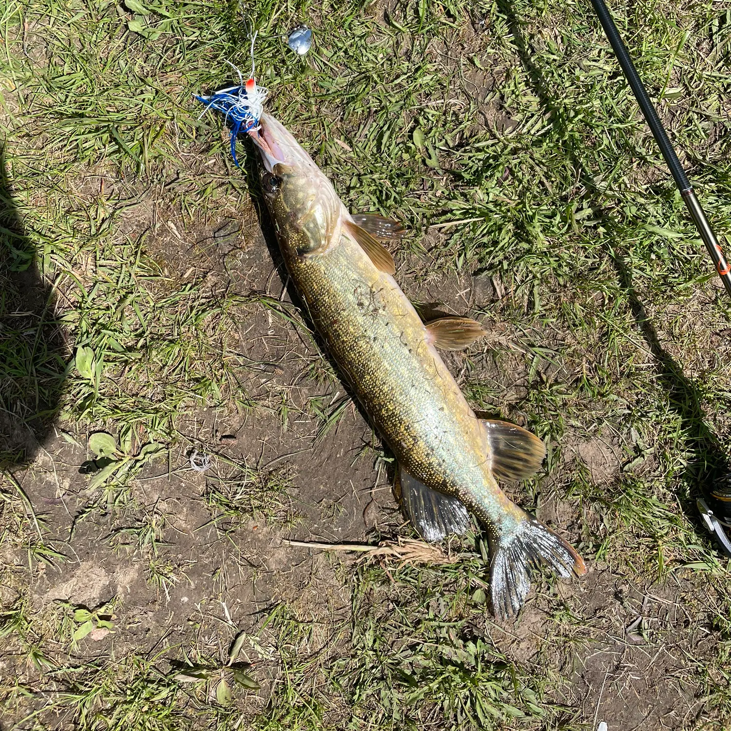 Northern pike caught on Fishbrain