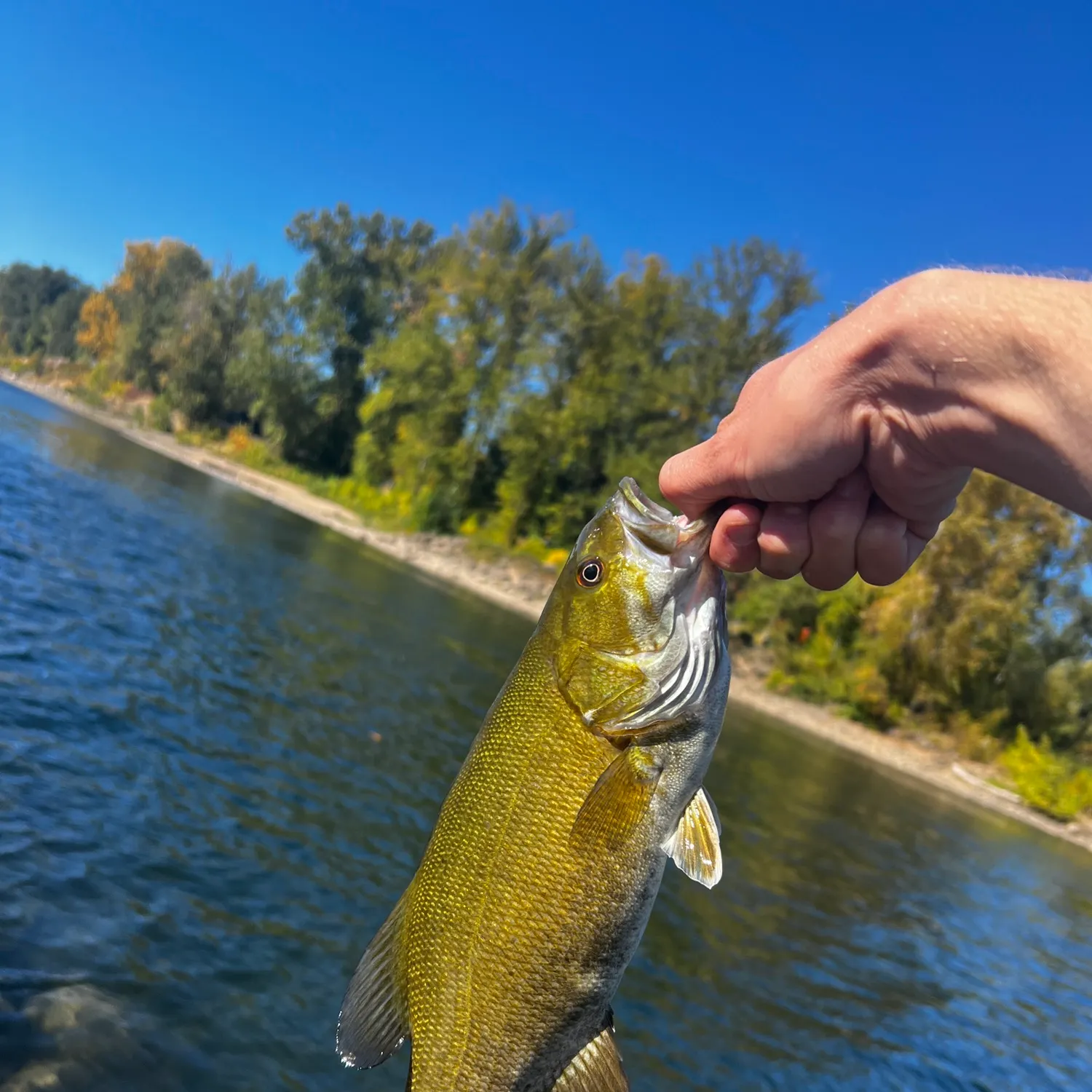 Smallmouth bass caught on Fishbrain