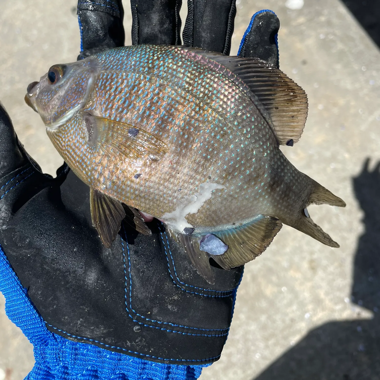 Black perch caught on Fishbrain